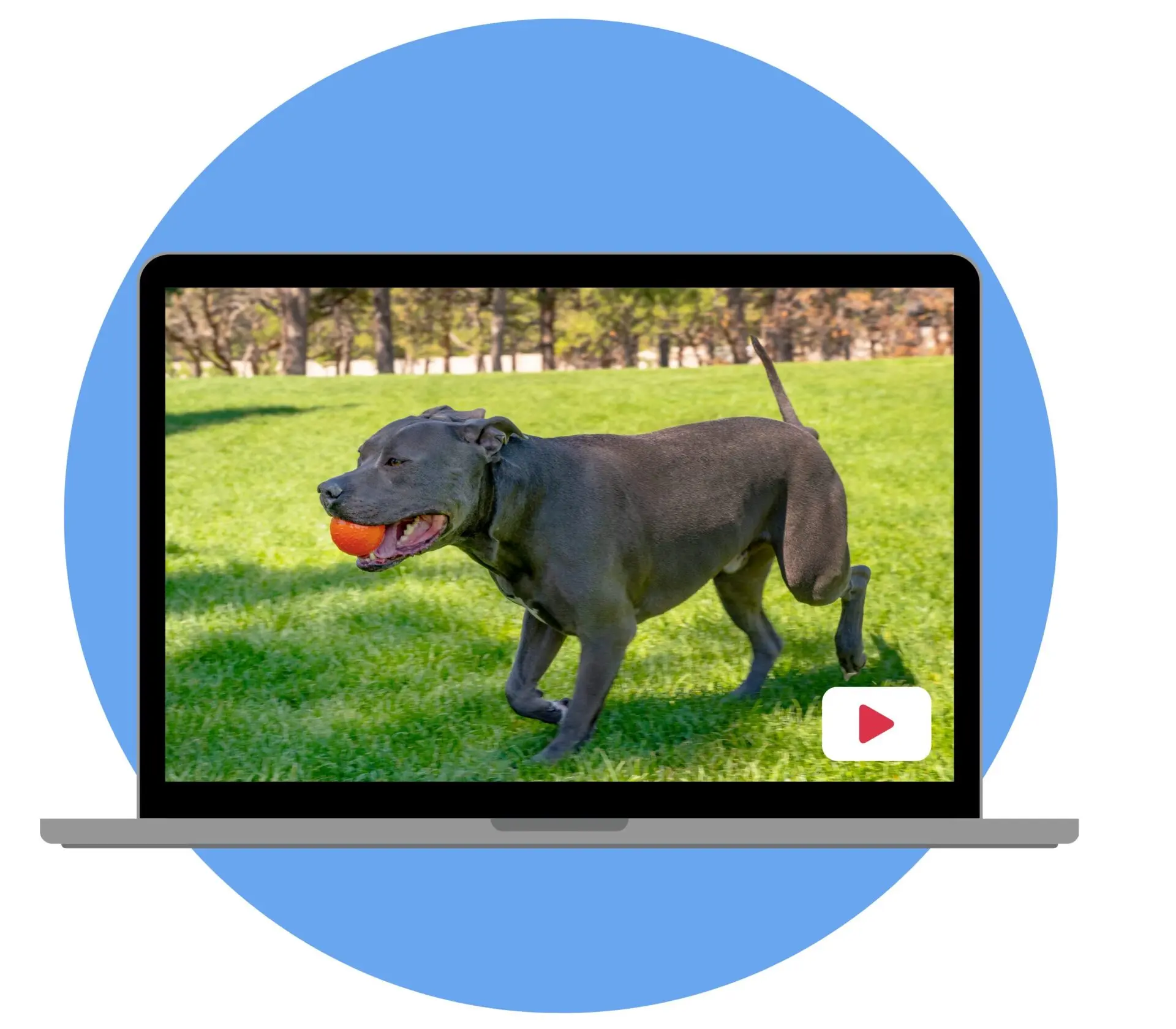 Ecommerce product video production for Amazon and Shopify brands featuring lifestyle content and high-converting video ads