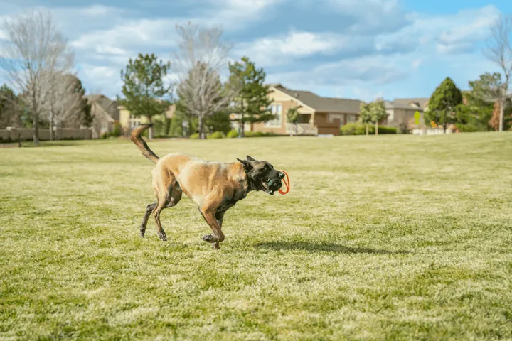 Dog running with a fetch toy in a park, pet product lifestyle photography
